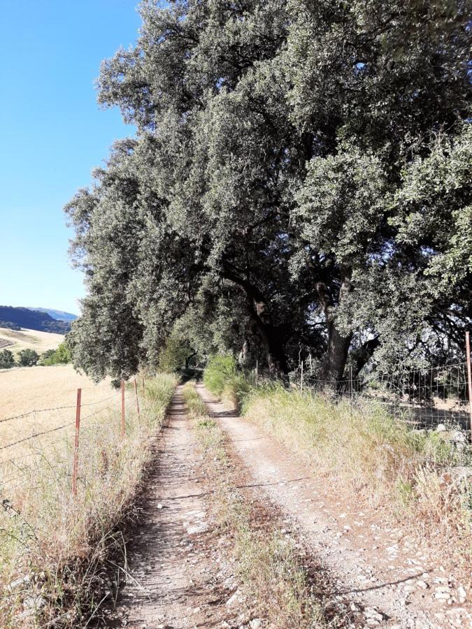 Huerta La Laja,Casa Grande Pensionat Ronda Exteriör bild